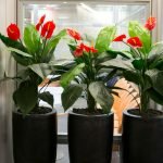 צמחי אנטוריומים גדולים בלובי משרדים - צמחיה מלאכותית ללובי