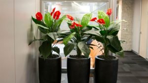 צמחי אנטוריומים גדולים בלובי משרדים - צמחיה מלאכותית ללובי