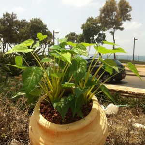 צמחייה מלאכותית עמידת חוץ - צמחיה מלאכותית למרפסת