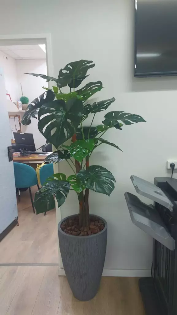 פילדנדרום 130 סמ